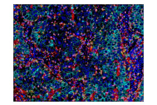 IHC-P (paraffin)
